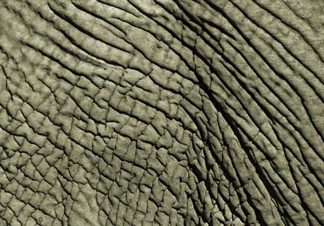 elephant skin sketch